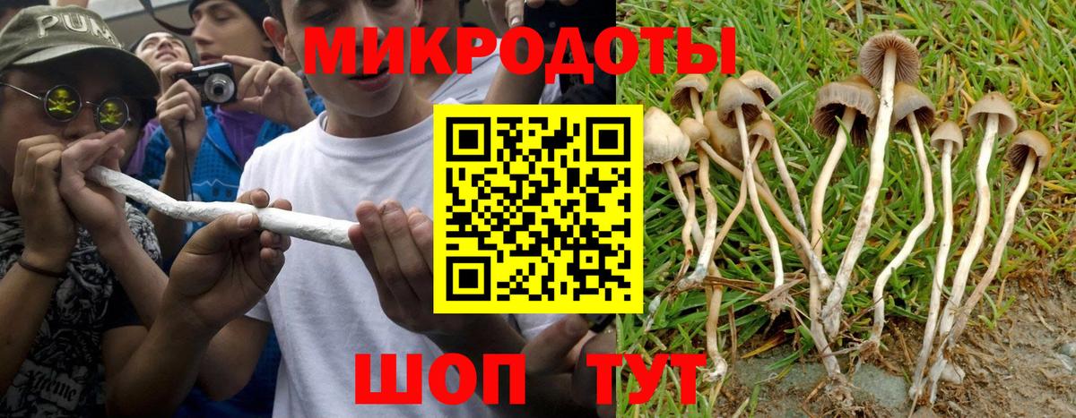 Шуя  Псилоцибиновые грибы Psilocybe  Вход с VPN 